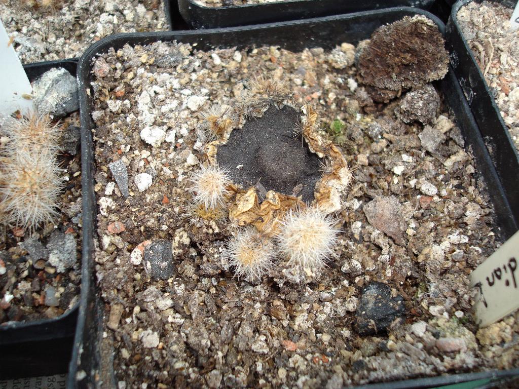 Eigene Echinopsis/Schickaufzucht2.jpg